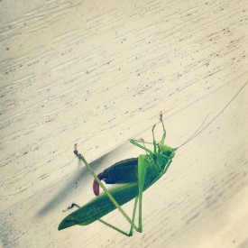 Green, green grasshopper - photo print