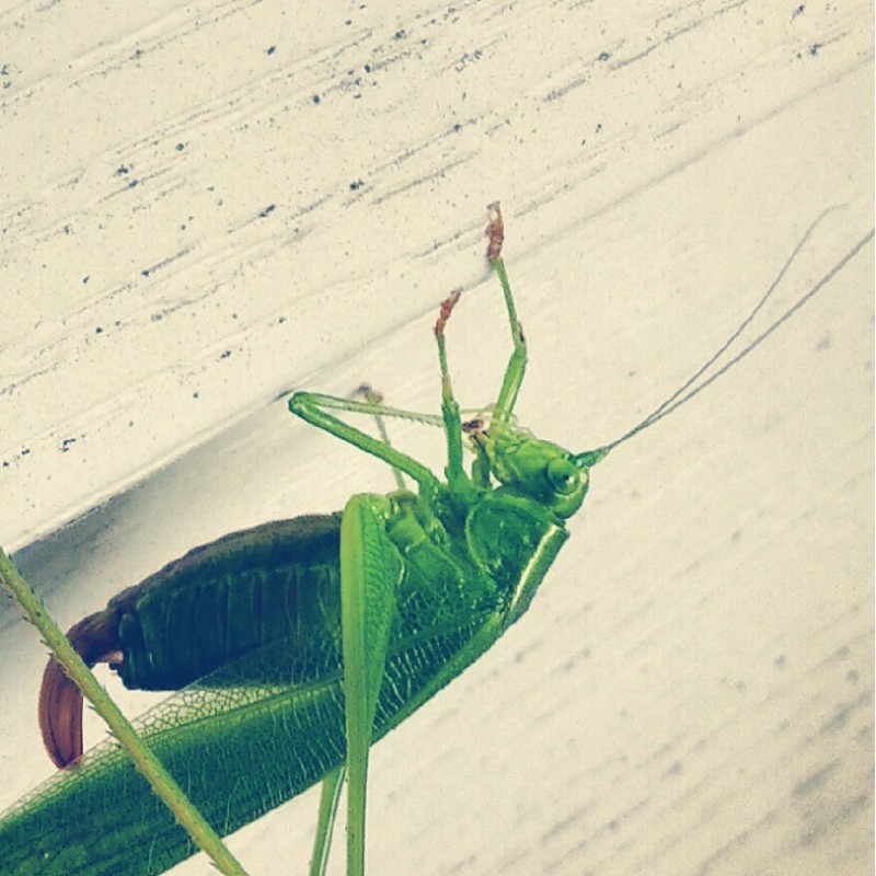 Green, green grasshopper - photo print - Additional Image 1