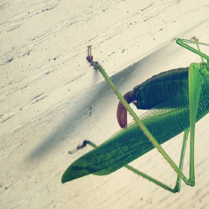 Green, green grasshopper - photo print - Additional Image 2