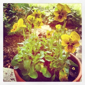 Potted yellow pansies - photo print