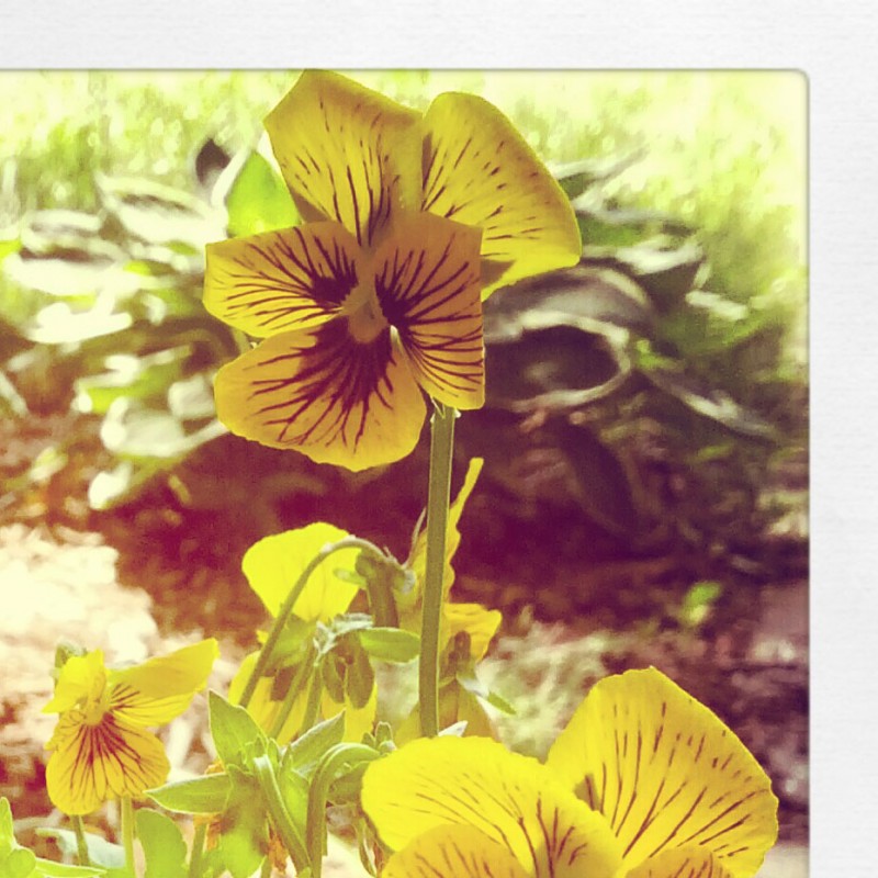 Potted yellow pansies - photo print - Additional Image 1
