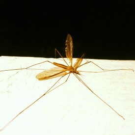 Stretched out adult crane fly - photo print