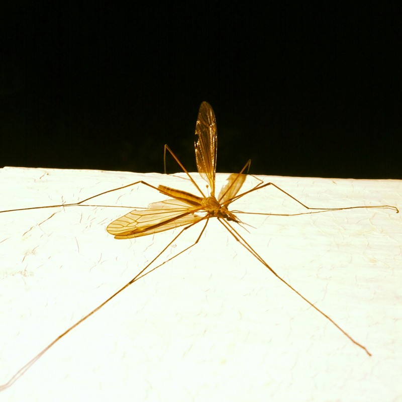 Stretched out adult crane fly - photo print - Primary Image