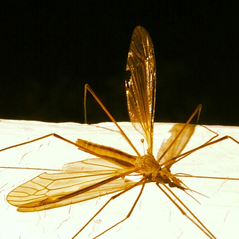 Stretched out adult crane fly - photo print - Additional Image 1