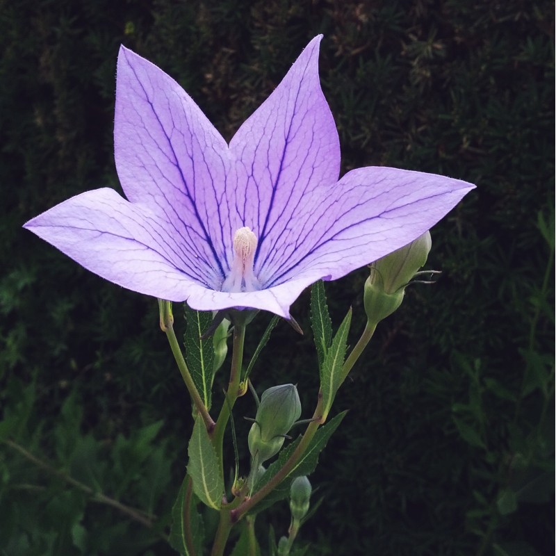 Lavender Balloon flower - photo print - Primary Image