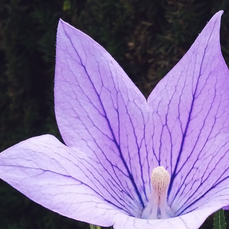 Lavender Balloon flower - photo print - Additional Image 1