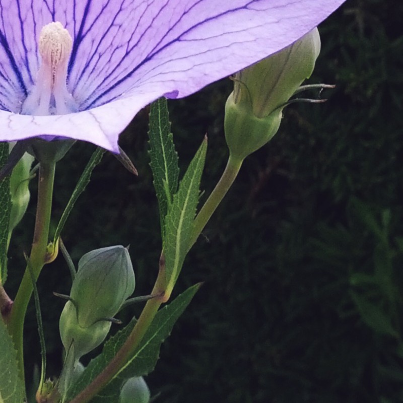 Lavender Balloon flower - photo print - Additional Image 2