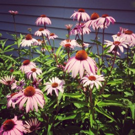 Purple Coneflower crop - photo print