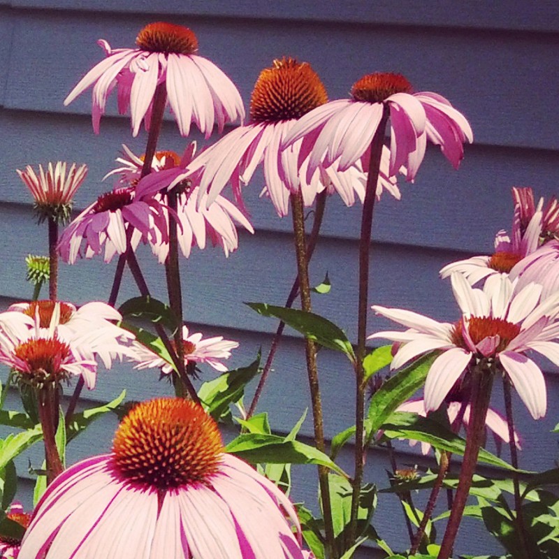 Purple Coneflower crop - photo print - Additional Image 1