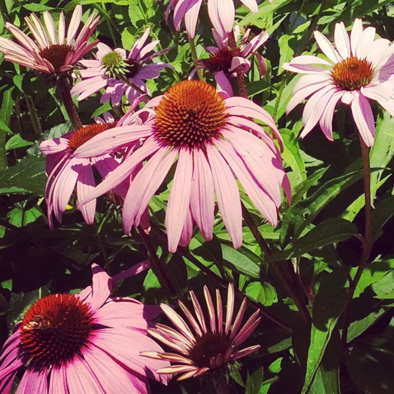 Purple Coneflower crop - photo print - Additional Image 2