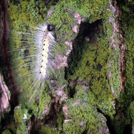 Laugher caterpillar climbing a tree - photo print