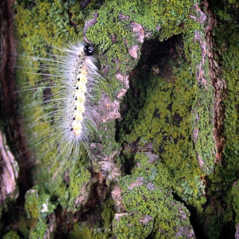Laugher caterpillar climbing a tree - photo print - Primary Image