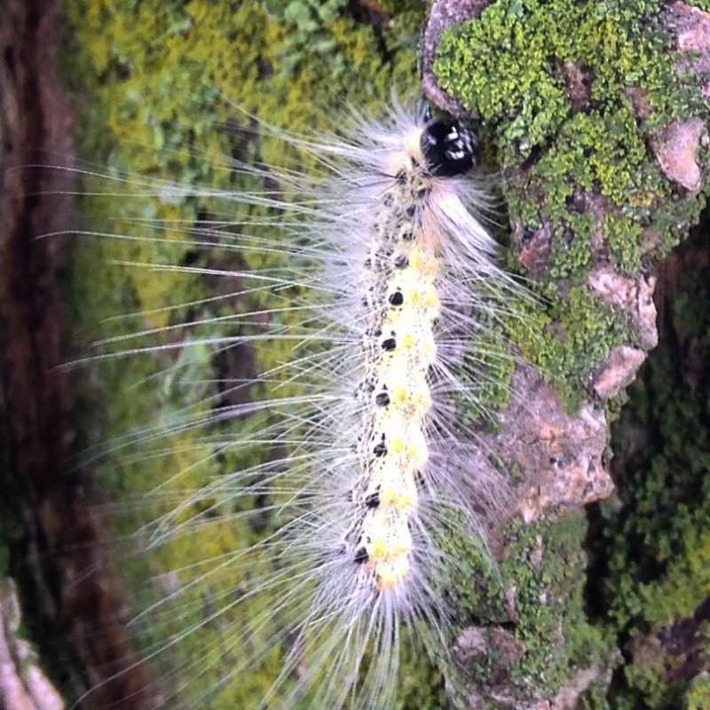 Laugher caterpillar climbing a tree - photo print - Additional Image 1