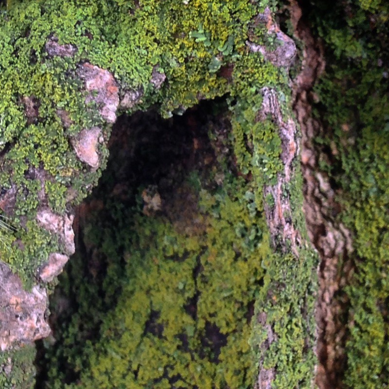 Laugher caterpillar climbing a tree - photo print - Additional Image 2