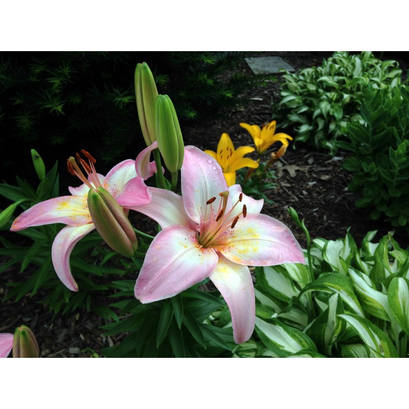 Pink Lilies with rain drops - photo print - Primary Image