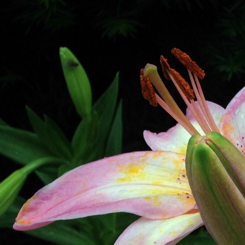 Pink Lilies with rain drops - photo print - Additional Image 1