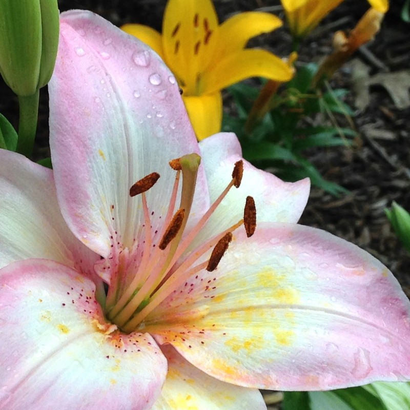 Pink Lilies with rain drops - photo print - Additional Image 2