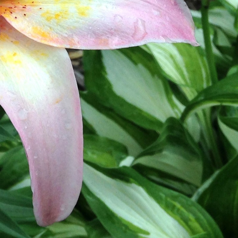Pink Lilies with rain drops - photo print - Additional Image 3