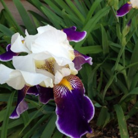 Purple and white Iris - photo print