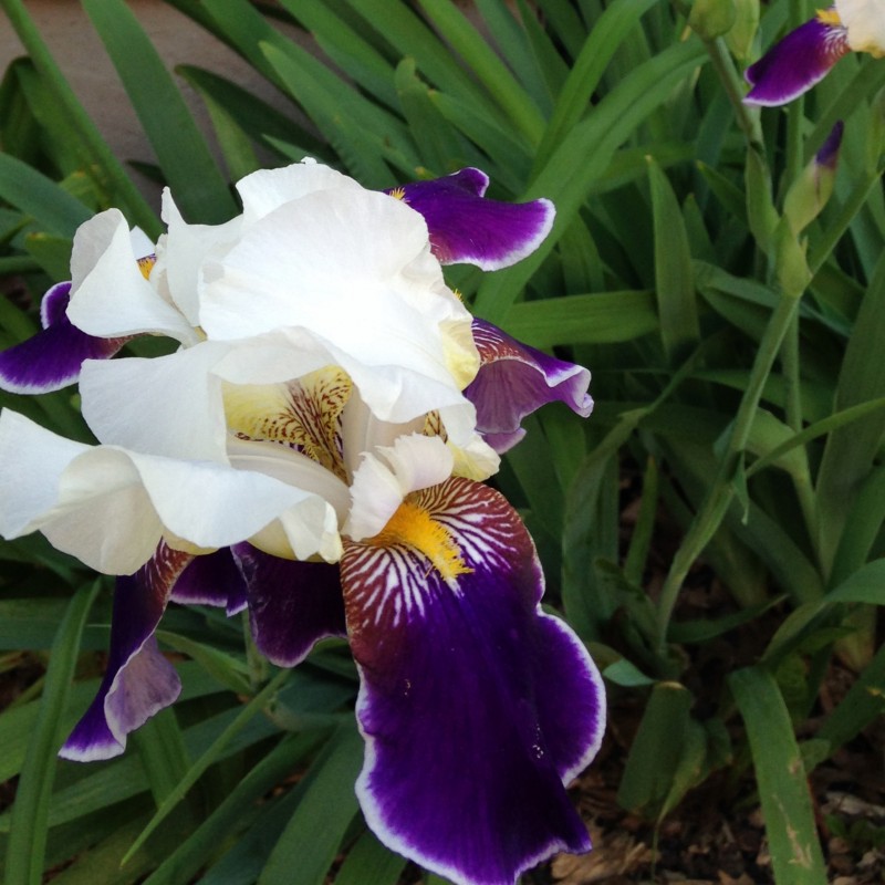 Purple and white Iris - photo print - Primary Image