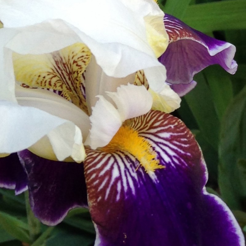 Purple and white Iris - photo print - Additional Image 1