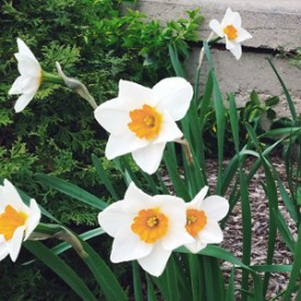 Six daffodils - photo print