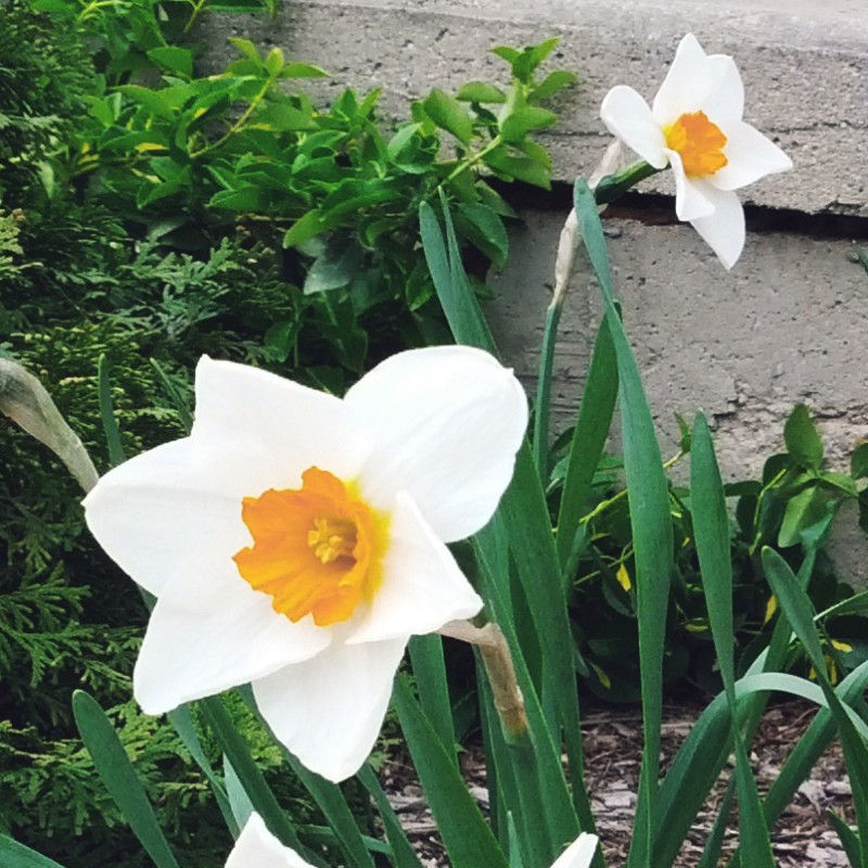 Six daffodils - photo print - Additional Image 1