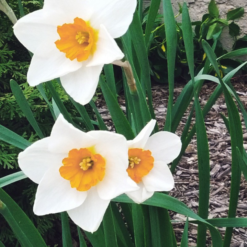 Six daffodils - photo print - Additional Image 2