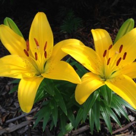 Yellow Lily Duo - photo print