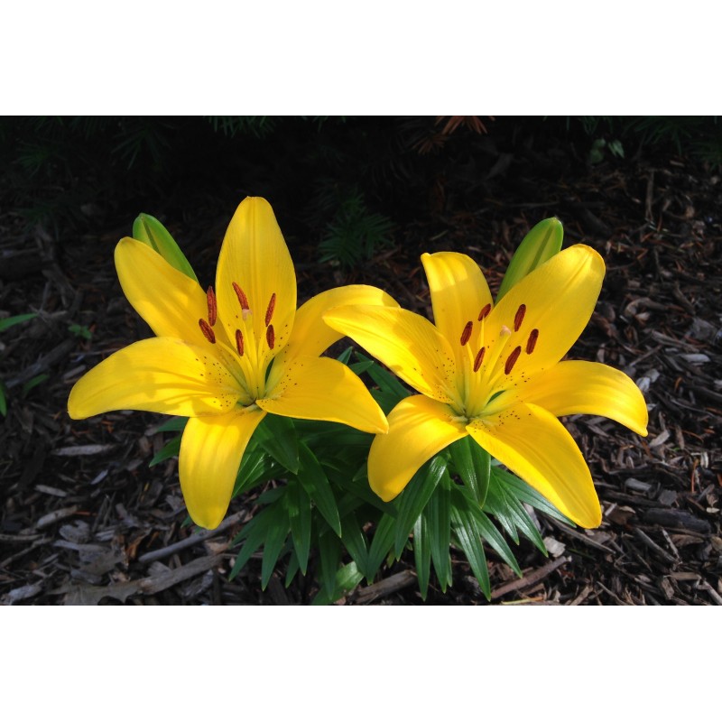 Yellow Lily Duo - photo print - Primary Image