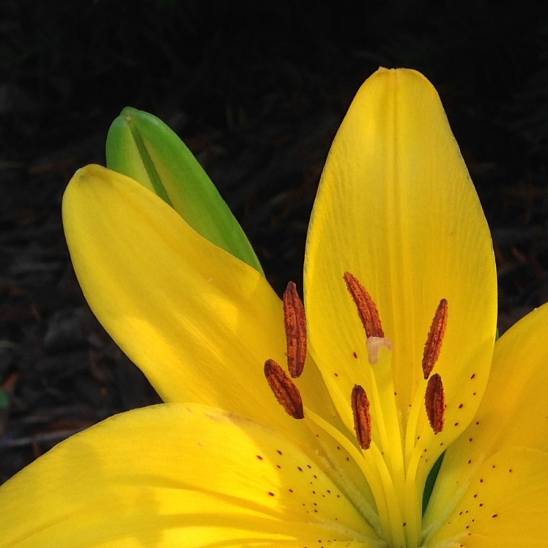 Yellow Lily Duo - photo print - Additional Image 1