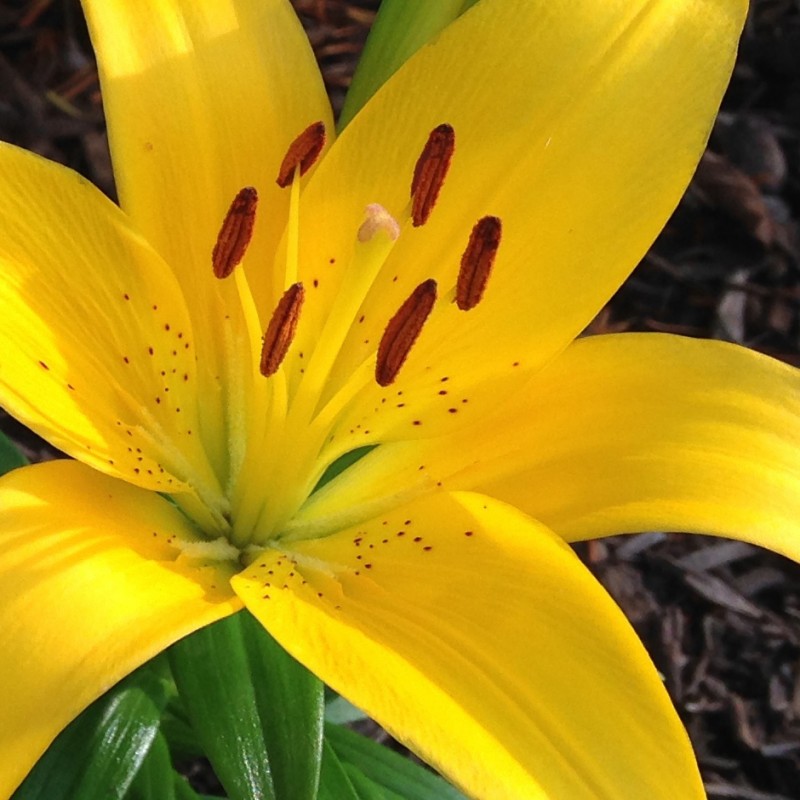 Yellow Lily Duo - photo print - Additional Image 2