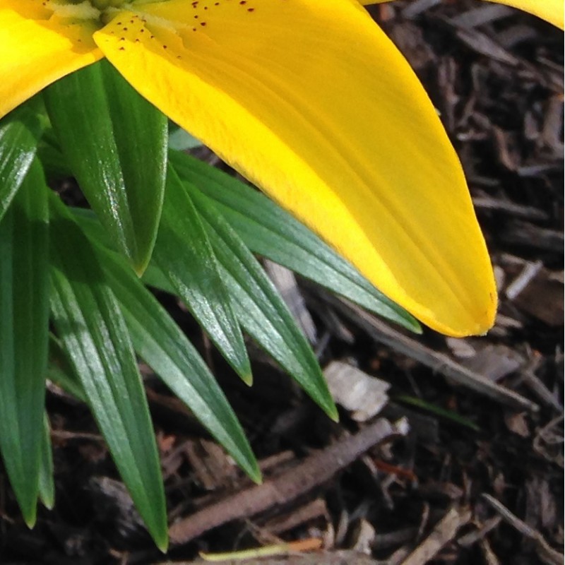 Yellow Lily Duo - photo print - Additional Image 3