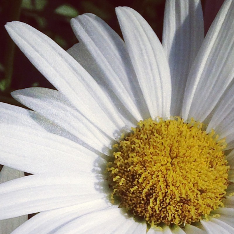 A handful of daisies - photo print - Additional Image 1