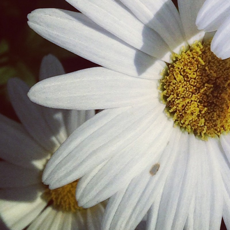 A handful of daisies - photo print - Additional Image 2