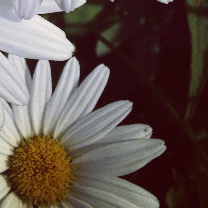 A handful of daisies - photo print - Additional Image 3