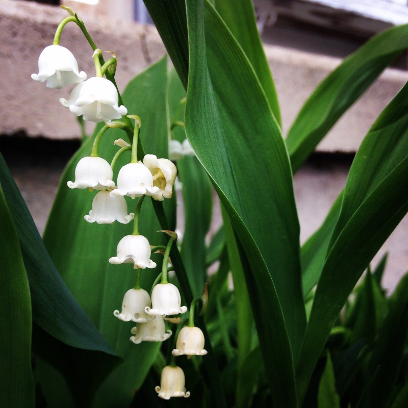 Adorable Lily of the Valley - photo print - Primary Image