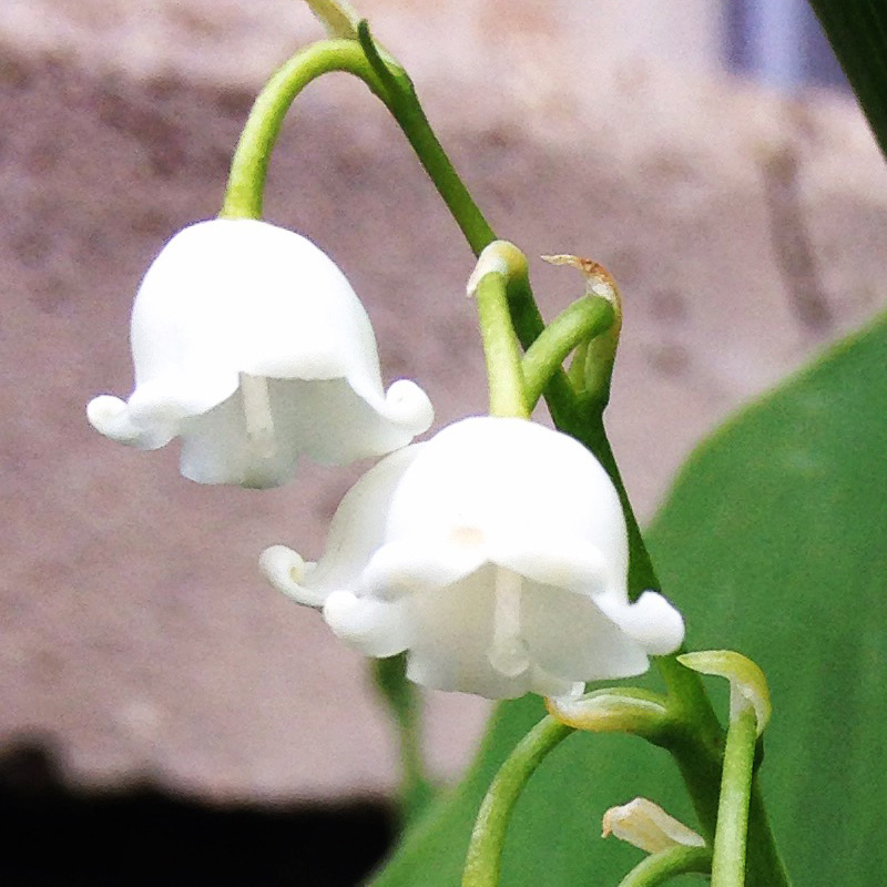 Adorable Lily of the Valley - photo print - Additional Image 1