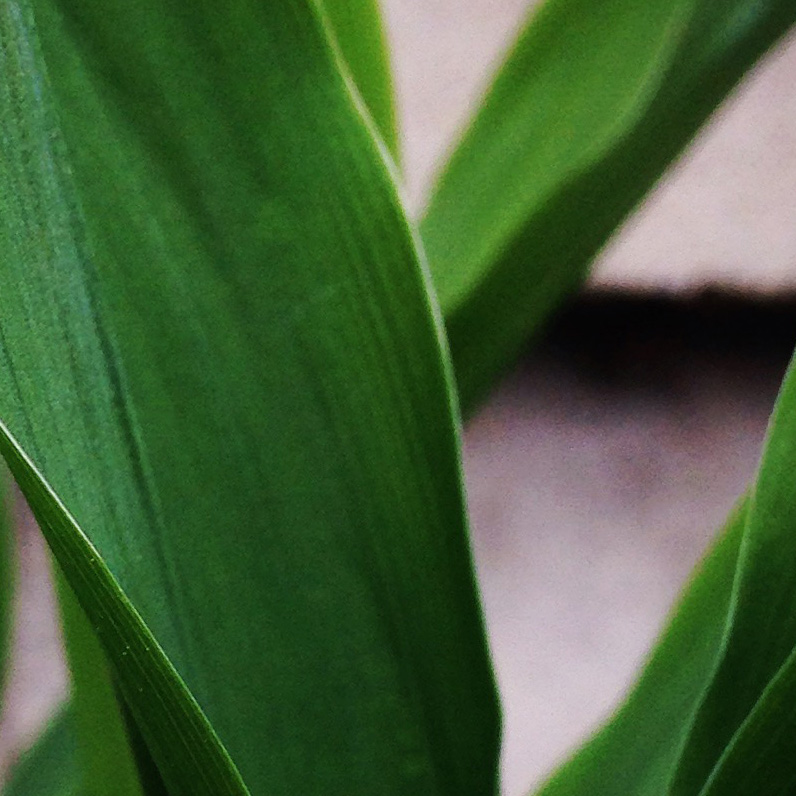 Adorable Lily of the Valley - photo print - Additional Image 2