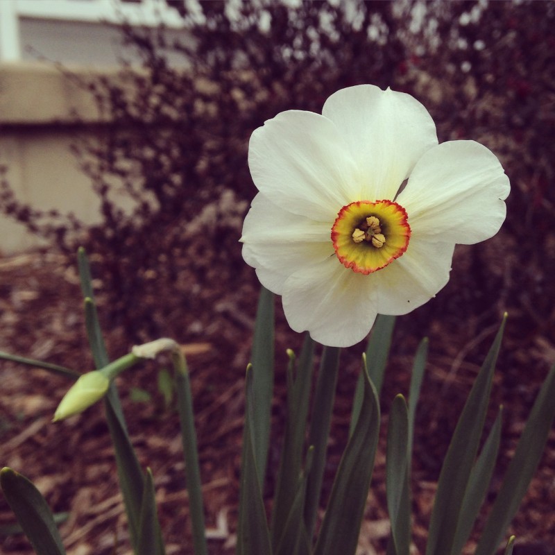 And then the pretty flower came out - photo print - Primary Image