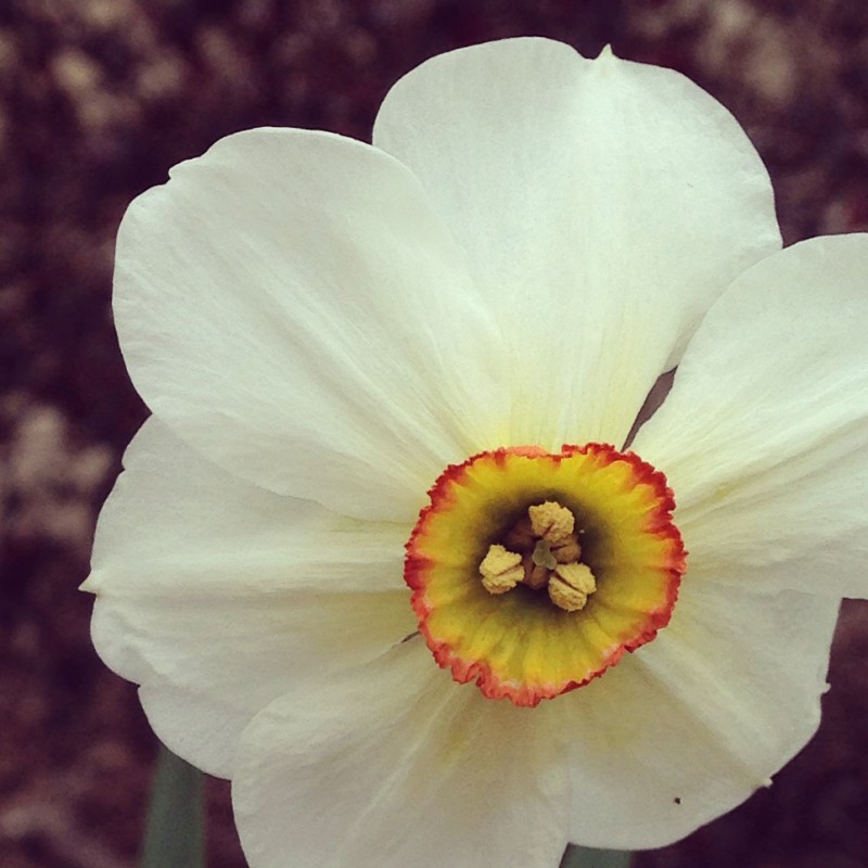 And then the pretty flower came out - photo print - Additional Image 1