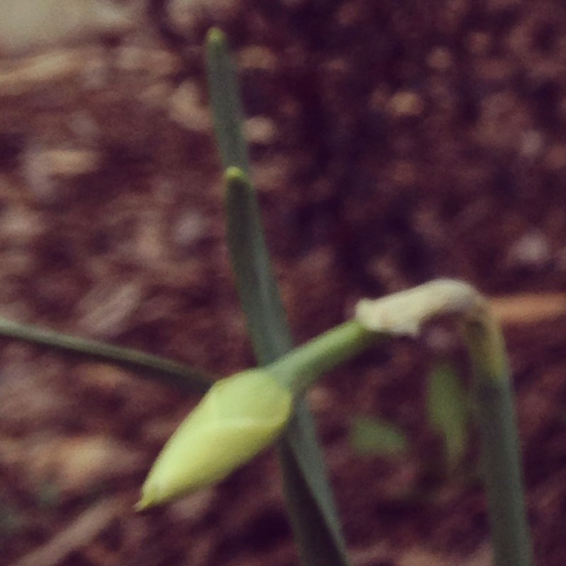 And then the pretty flower came out - photo print - Additional Image 2