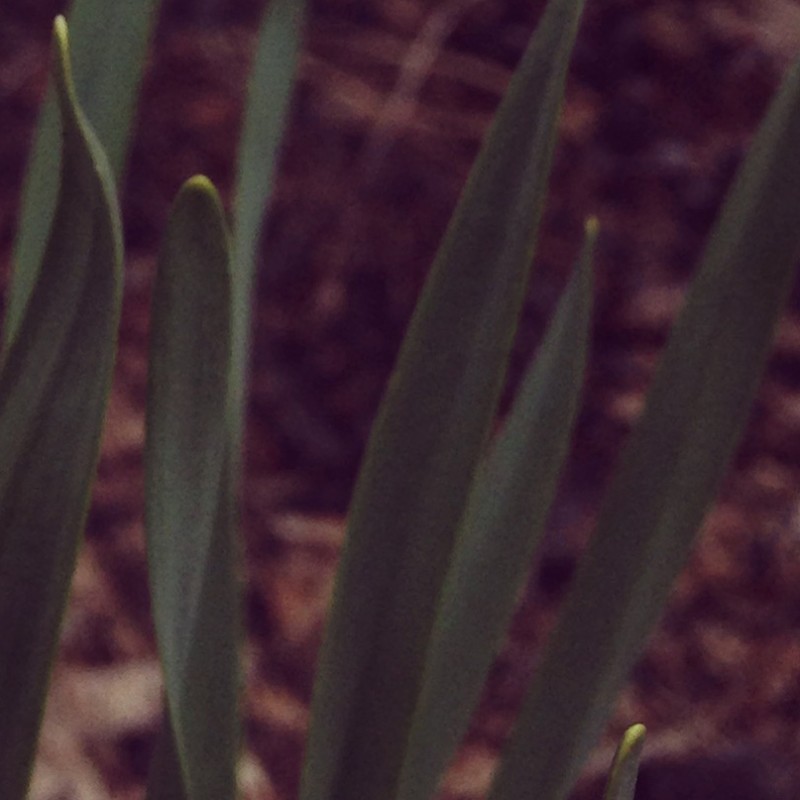 And then the pretty flower came out - photo print - Additional Image 3