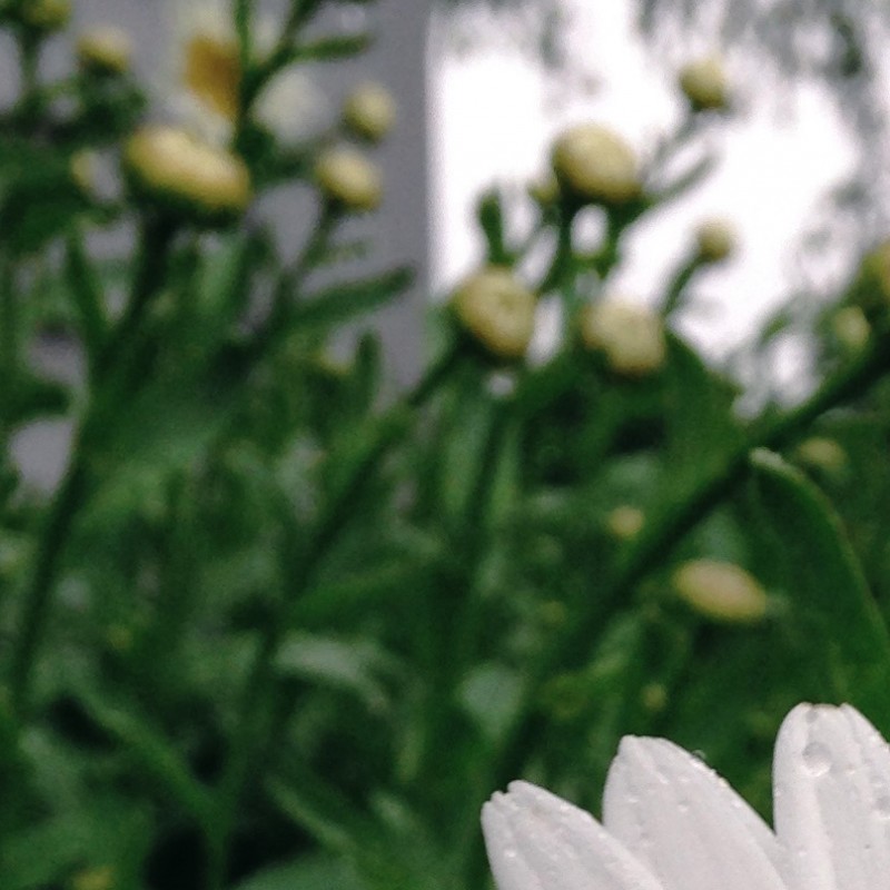 Daisies with rain drops - photo print - Additional Image 1