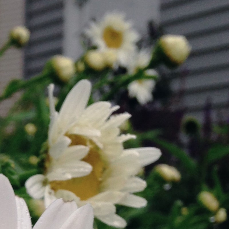 Daisies with rain drops - photo print - Additional Image 2