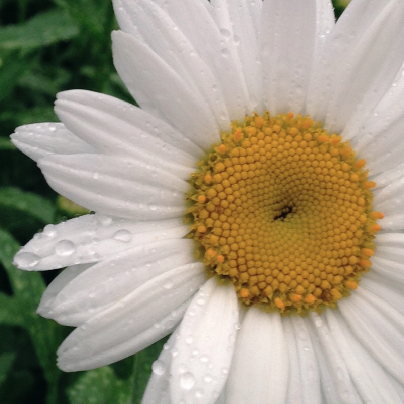 Daisies with rain drops - photo print - Additional Image 3