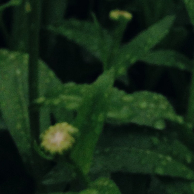 Daisies with rain drops - photo print - Additional Image 4