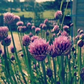 Good evening from the chives, peeps - photo print