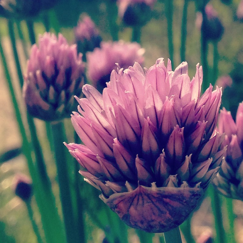 Good evening from the chives, peeps - photo print - Additional Image 2