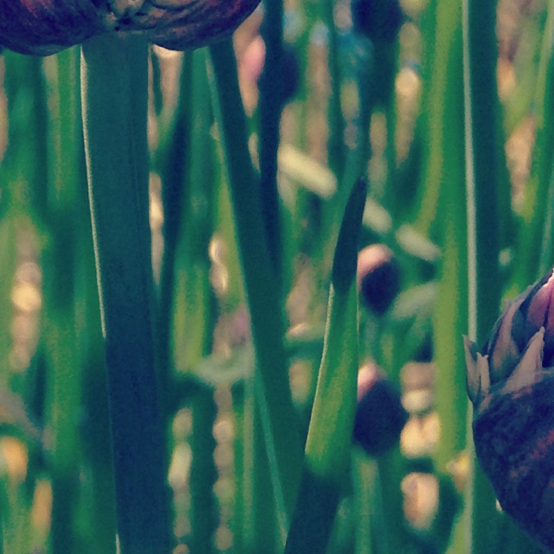 Good evening from the chives, peeps - photo print - Additional Image 3